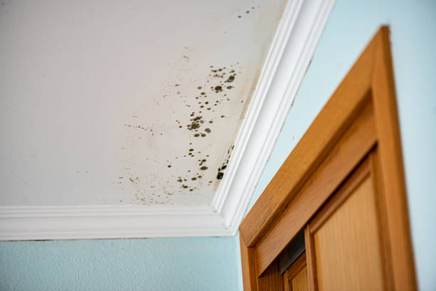 Best Post-Flood Mold Remediation in Clifton, TN