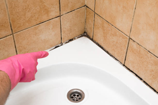 Best Attic Mold Remediation in Clifton, TN